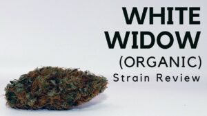 White Widows Strain