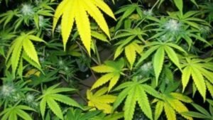 3 weeks into flowering yellow leaves