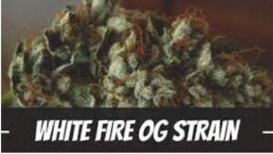 white fire og strain