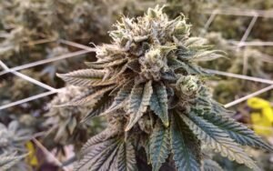 mac stomper strain