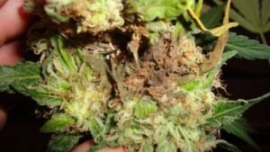 how early can i sample bud
