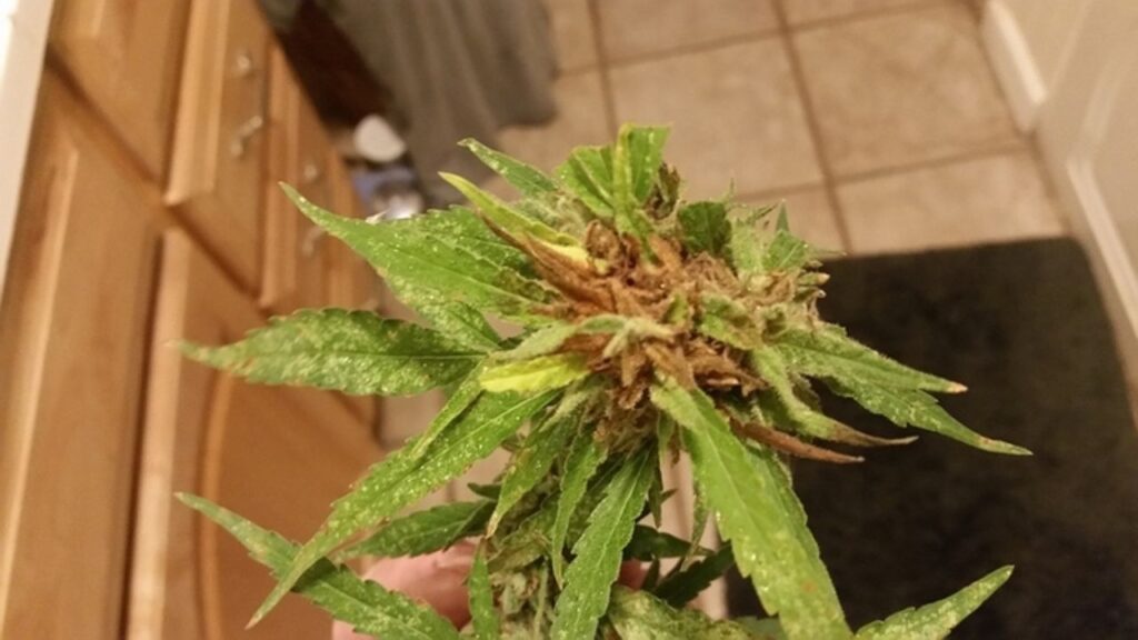 buds turning brown and crispy