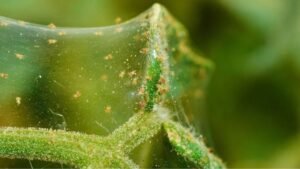 spider mites late into flowering