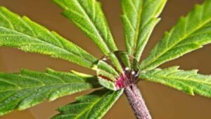 purple stems and droopy leaves