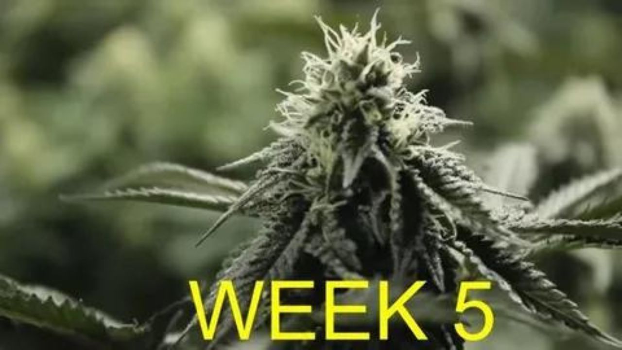 week 5 of flower