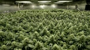 how-many-plants-can-i-grow-in-a-20x20-room-in-cbd