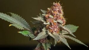 Lemon Cherry Gelato Strain