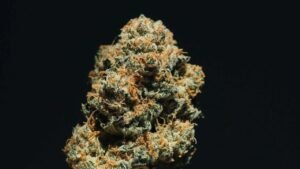 Lemon Cherry Gelato Strain