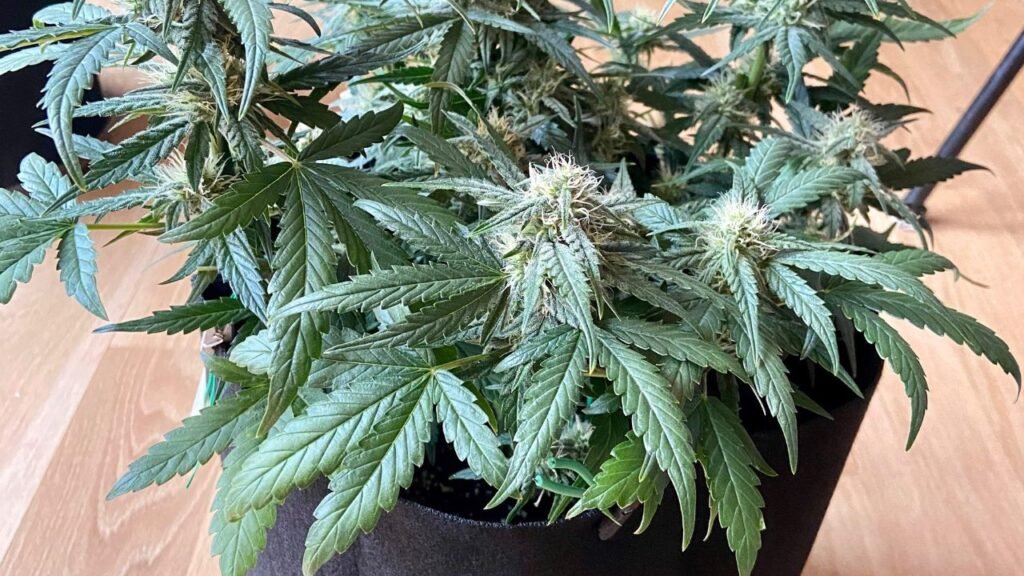 Wedding Cake Strain