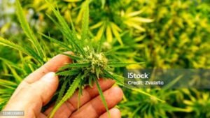 auto flower feeding schedule for hydro