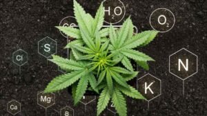 auto flower feeding schedule for hydro