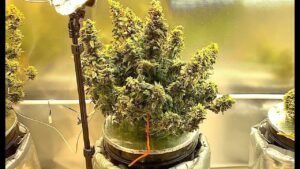 auto flower feeding schedule for hydro