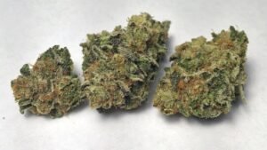 girl scout cookies strain