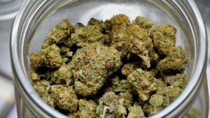 green crack strain
