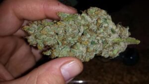 jack herer strain
