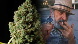 jack herer strain