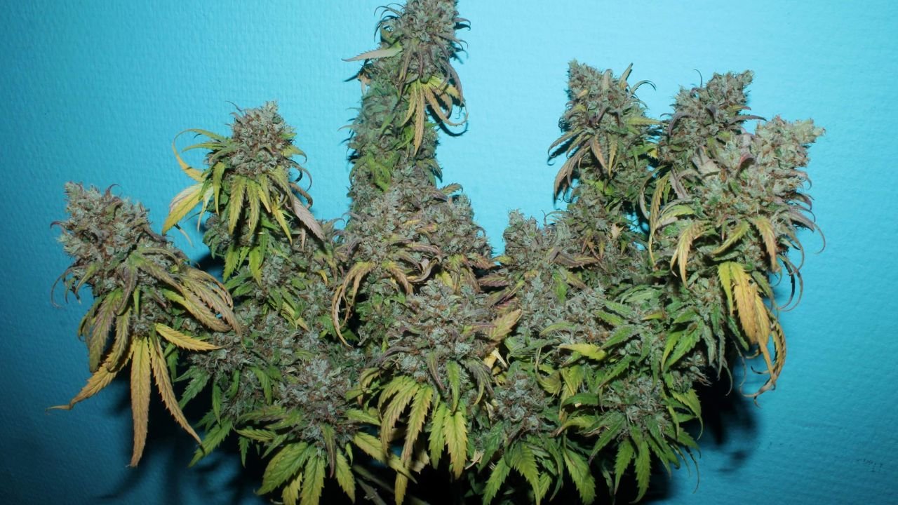 jack herer strain