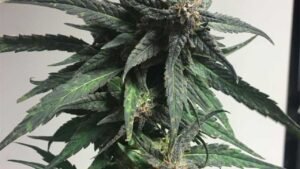 blue dream flowering time