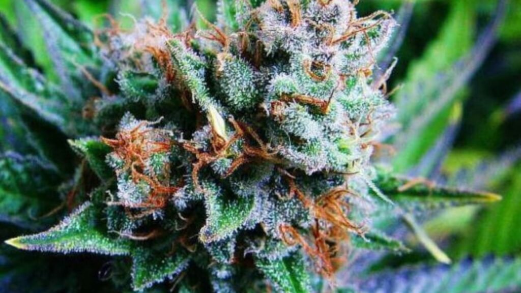 blue dream flowering time