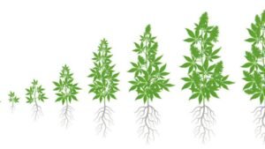 budding stages of weed