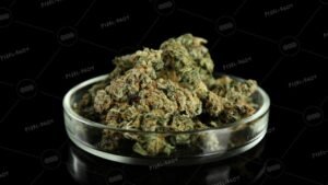 budding stages of weed
