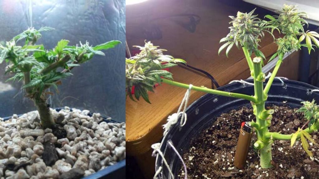 budding stages of weed