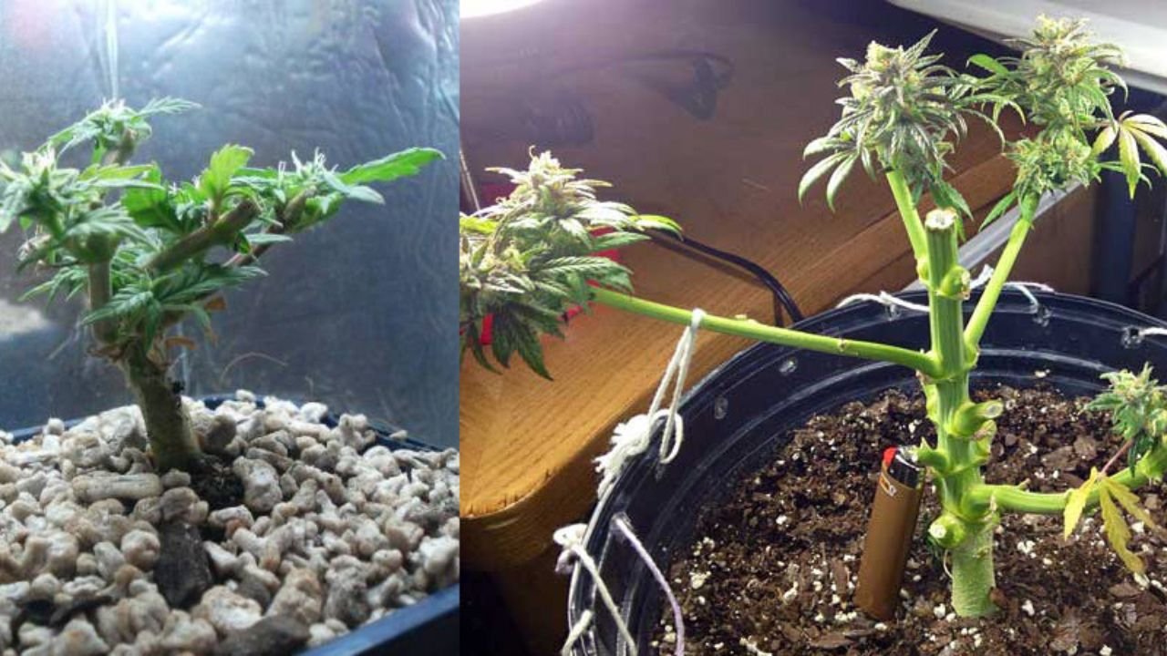 budding stages of weed
