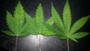 cannabis leaf issues