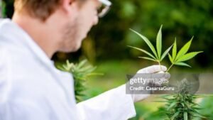cannabis leaf issues