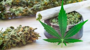 cannabis leaf issues