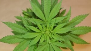 early signs of female plant