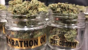 godfather og strain