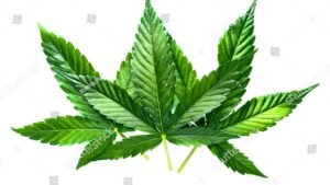 slurricane strain