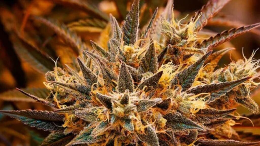 slurricane strain