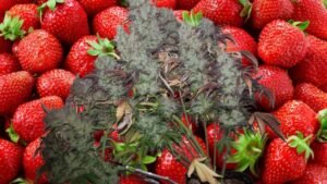 strawberry cough strain