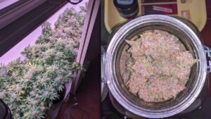 strawberry cough strain