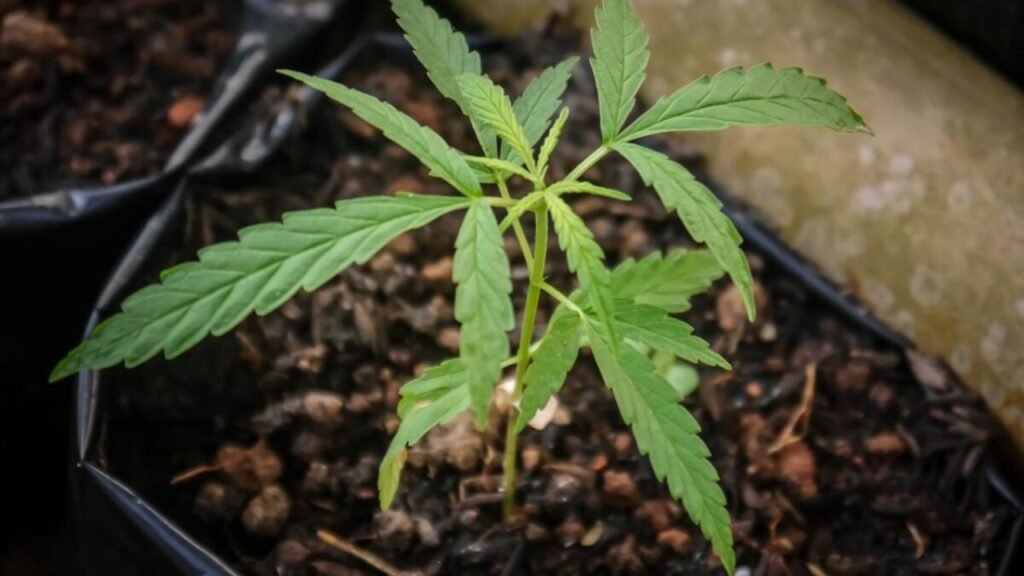 strawberry cough strain
