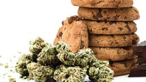 tropicana cookies strain