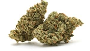 tropicana cookies strain