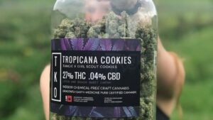 tropicana cookies strain