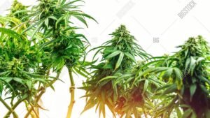 what are hybrid cannabis strains