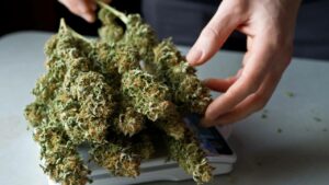 what are hybrid cannabis strains