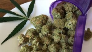 what are moon rocks cannabis