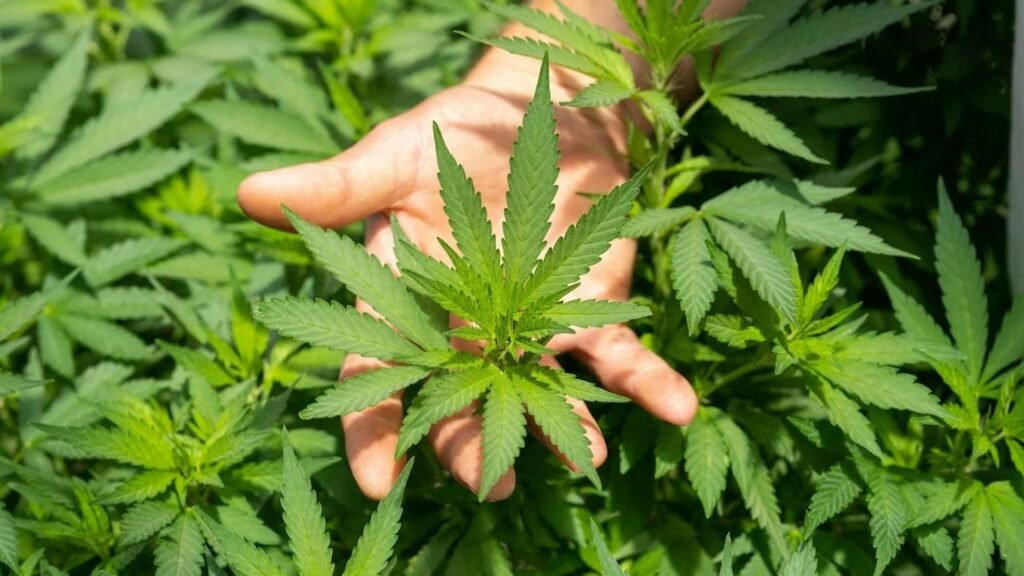 what are moon rocks cannabis