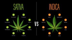 what are sativa vs indica strains
