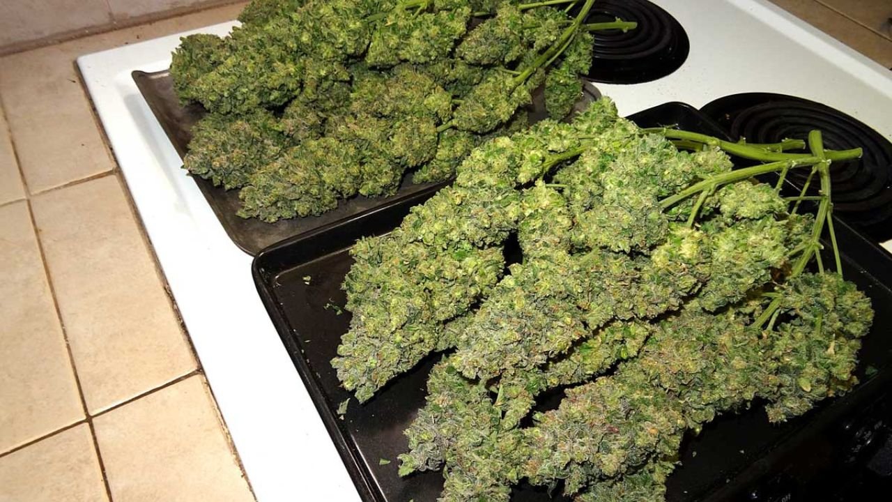 where does weed grow naturally