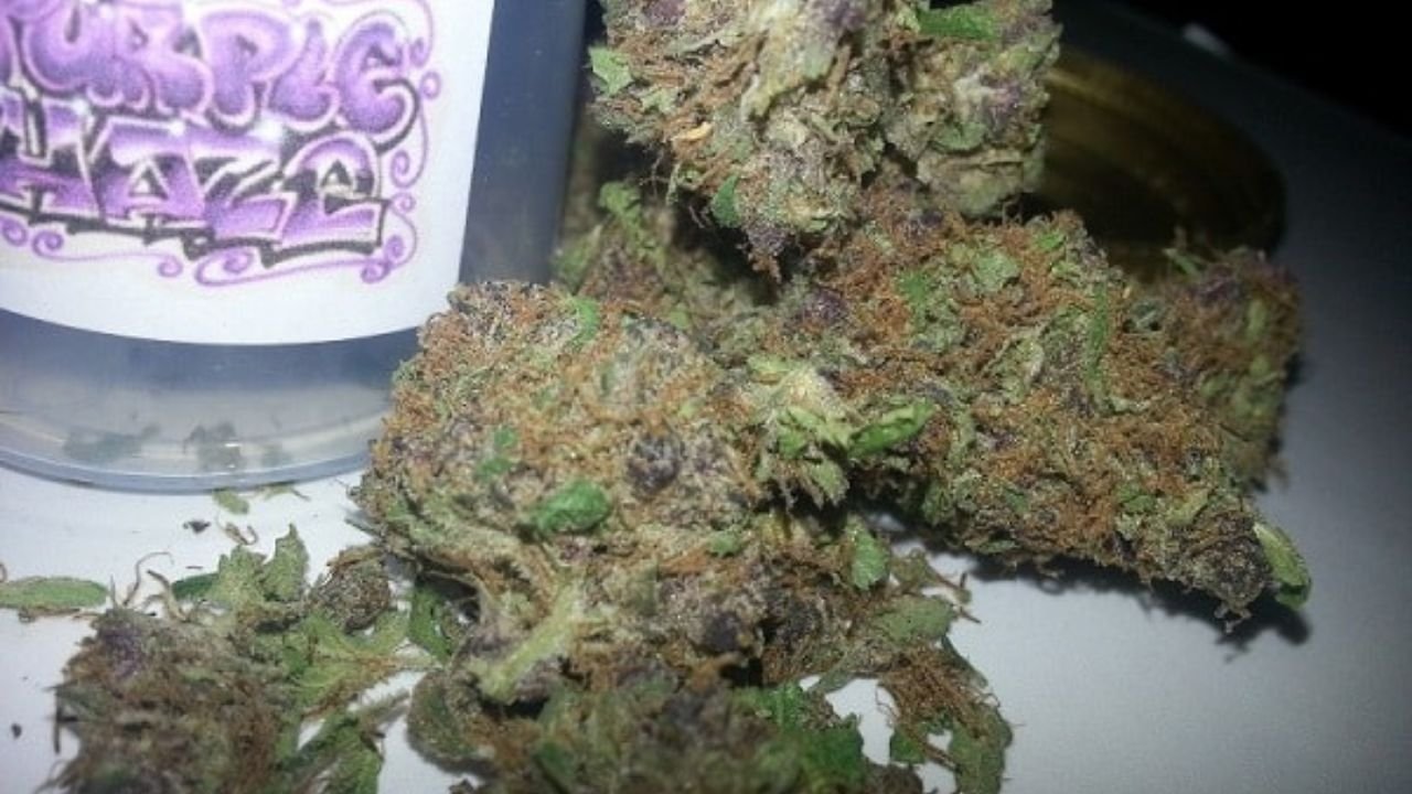 Purple Haze Strain